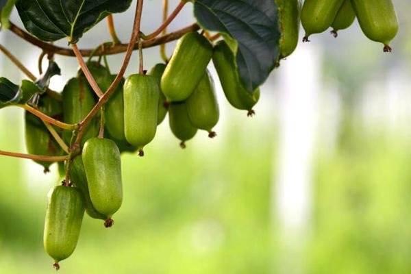 软枣猕猴桃是一种原生在中国的藤蔓科植物 有可能成为网红猕猴桃