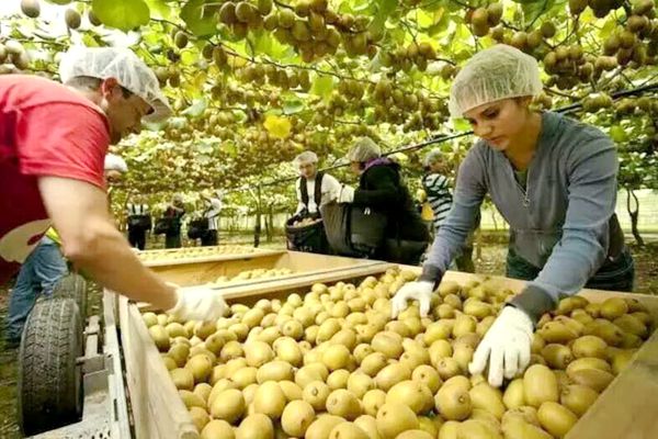 新西兰佳沛甜心绿果G14