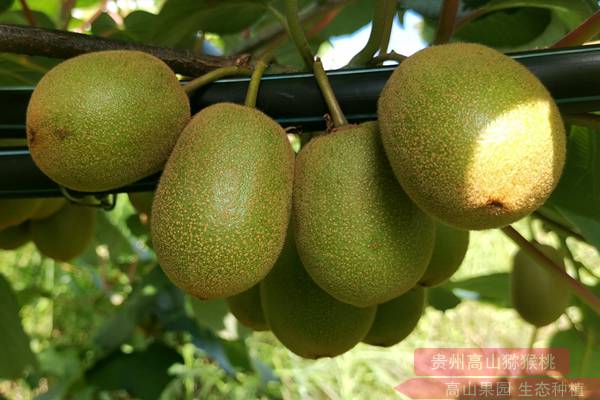 从新西兰引进的“黄金猕猴桃”品种也已开始试验性种植