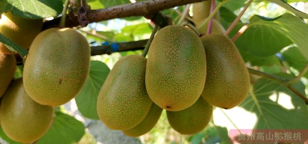 2016年四川红心猕猴桃价格多少钱一斤的水果都含硒元素