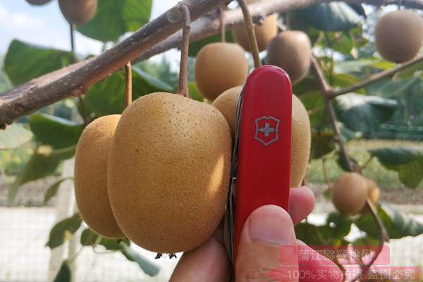 今年逐步引进了阳光金果g3猕猴桃苗和东红猕猴桃种苗种植