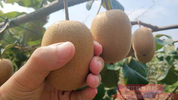 他山之石可以攻玉，一篇介绍陕西猕猴桃周年种植技术