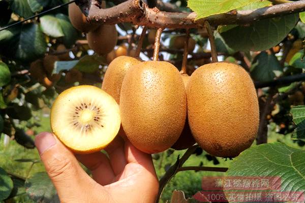 贵州遵义引进播宏公司从事有机红心猕猴桃种植