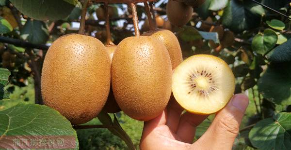 2019年贵州遵义有机猕猴桃开始批量出口东南亚市场