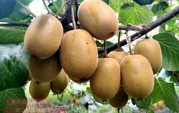 阳光金果G3猕猴桃在2011年开始替代黄金奇异果在新西兰种植