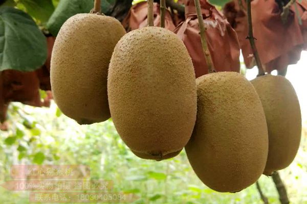 贵州铜仁和都匀种植者追求进口的阳光金果猕猴桃
