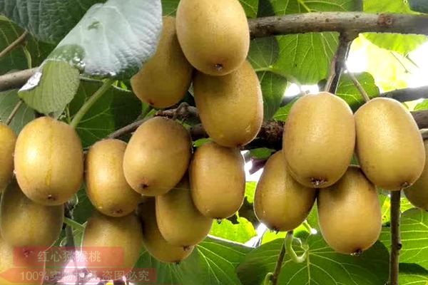 近日年轻人家家户户都种植新西兰佳沛阳光金果g3奇异果苗猕猴桃果苗