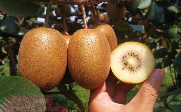 贵州遵义引进播宏公司从事有机红心猕猴桃种植
