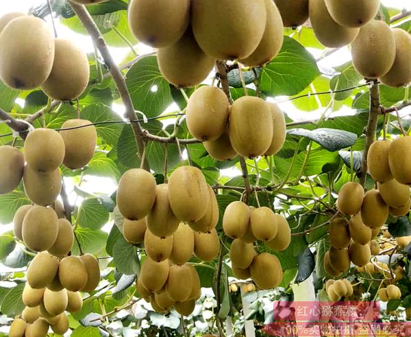 阳光金果g3苗木
