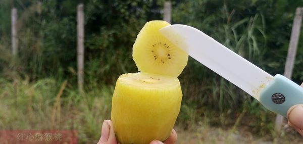 阳光金果sungold