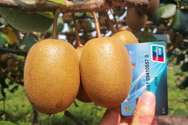 2019年引进了新西兰阳光金果G3猕猴桃苗子种植