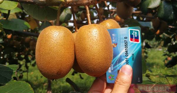 生产栽培管理水平也影响贵州凯里红心猕猴桃品质
