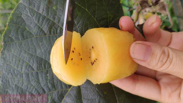 大家连片种植猕猴桃优质品种“金桃”