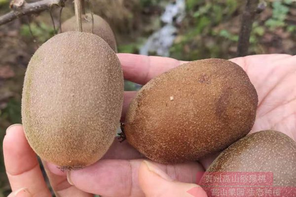 中国消费者对于阳光金果G3猕猴桃都比较熟悉