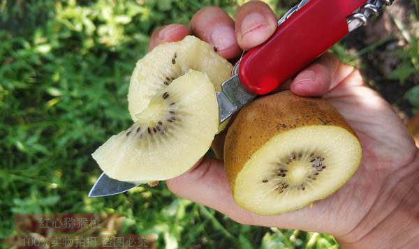 红心猕猴桃则含有丰富的营养和充足的减肥元素
