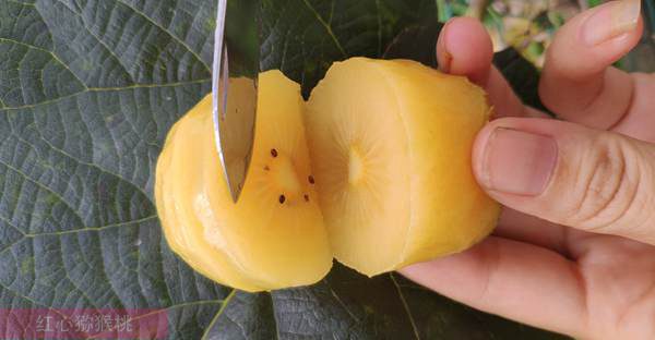 每天吃一个猕猴桃 这个营养密度你真没想到 猕猴桃的作用和疗效