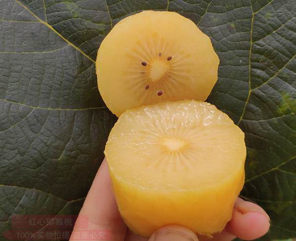 阳光金果一天吃几个最好 扶优质猕猴桃评定
