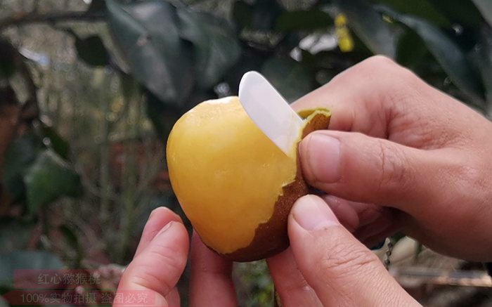 新西兰佳沛奇异果