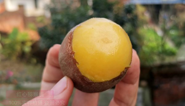 阳光金果g3