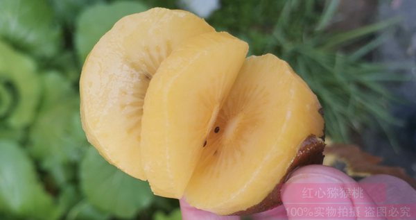 金实4号 最美味的黄肉猕猴桃品种在四川推广