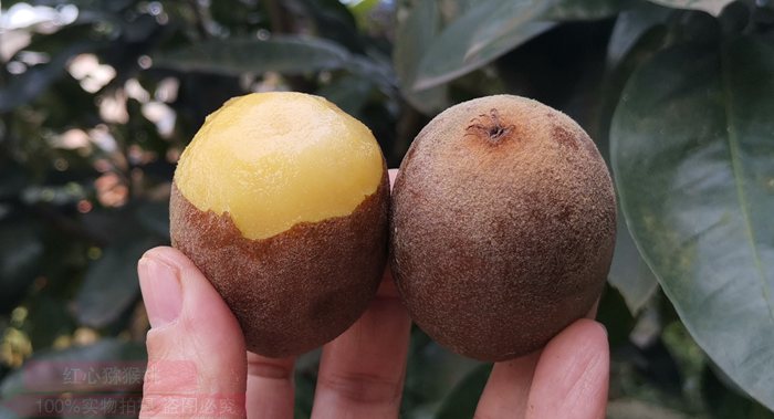 金实4号 最美味的黄肉猕猴桃品种在四川推广