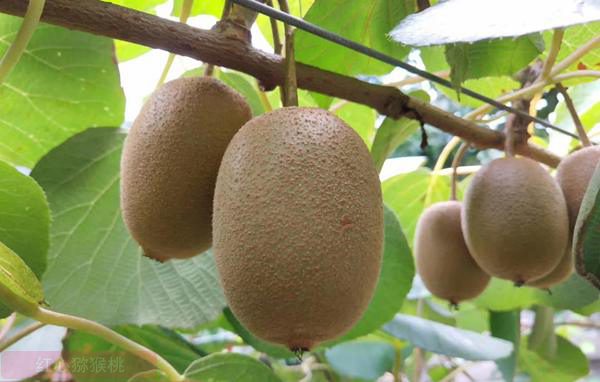 什么猕猴桃品种最好吃最耐寒适合在北方种植