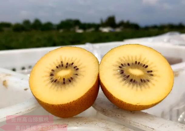 阳光金果 阳光金果