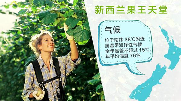 阳光金奇异果