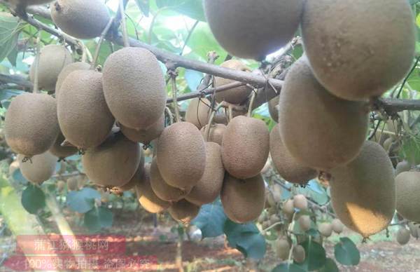 佳沛阳光金果