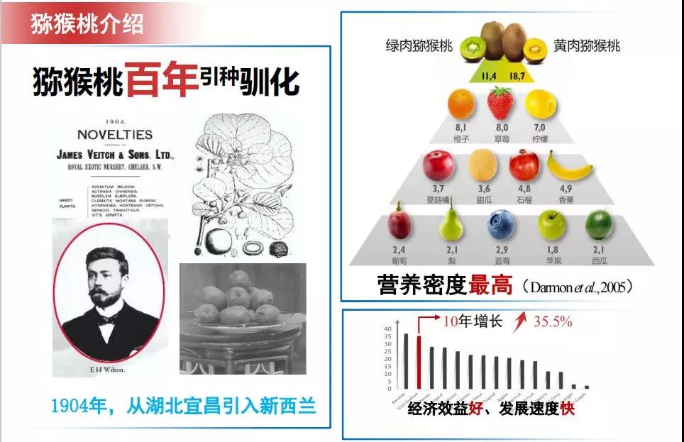 猕猴桃百年发展史