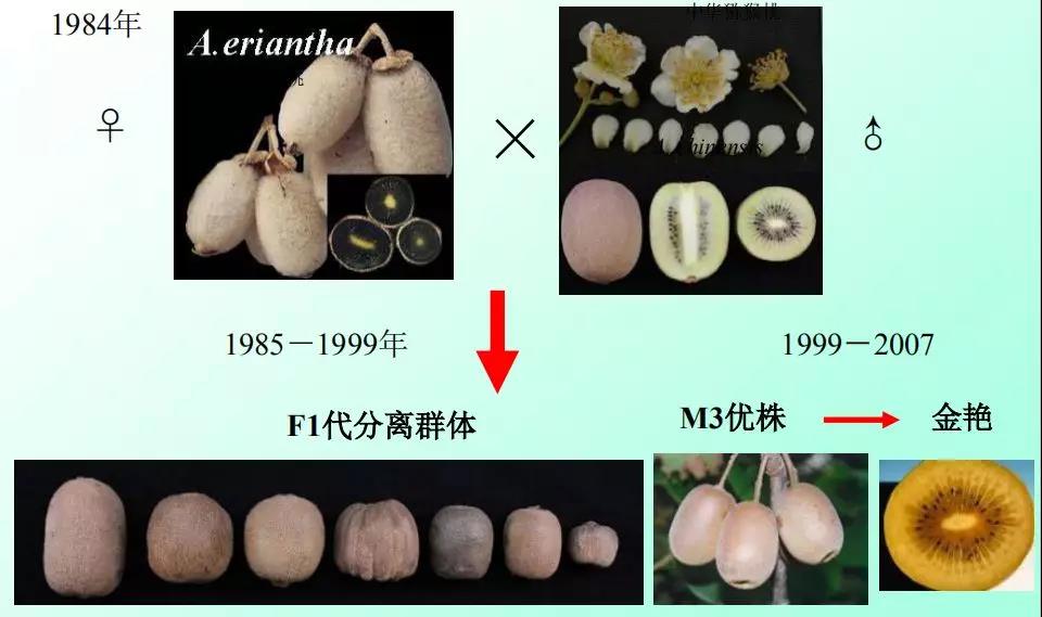 红心猕猴桃