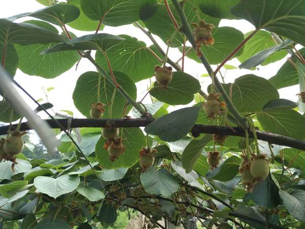 红阳猕猴桃种植基地的技术不仅扩大了