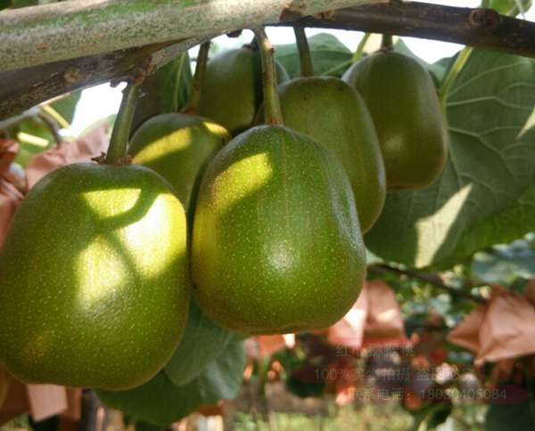 其中四川蒲江红心猕猴桃是各种水果中营养成份最丰富