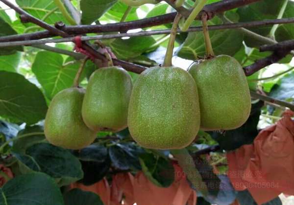 金华红心猕猴桃成熟期在8月上旬属早熟品种