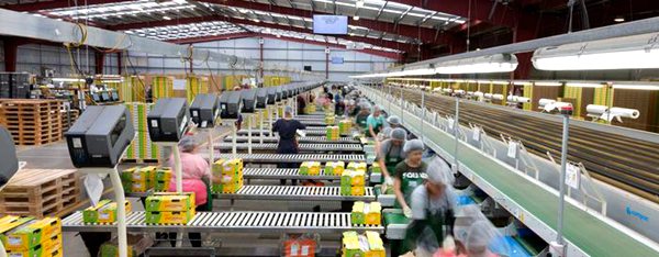 新西兰阳光金果自动化分选线