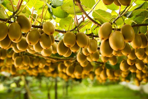 新西兰佳沛奇异果，世界最强水果品牌传奇