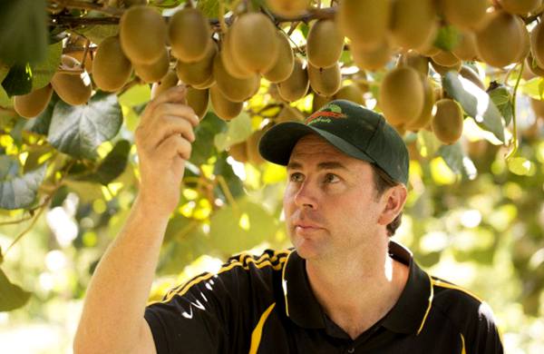在故乡被冷待的猕猴桃，被新西兰人包装成高大上的奇异果