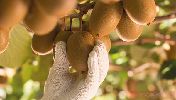 我國和新西蘭獼猴桃產業差距在哪里 問題缺點