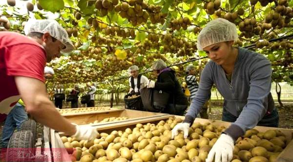 受到新冠肺炎疫情影响 新西兰金奇异果行业面临严峻的用工荒