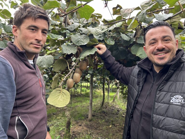 Kiwifruit pickers