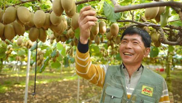 红心猕猴桃不到采摘期，成都最大水果批发市场却每天卖几十吨！到底害了谁？