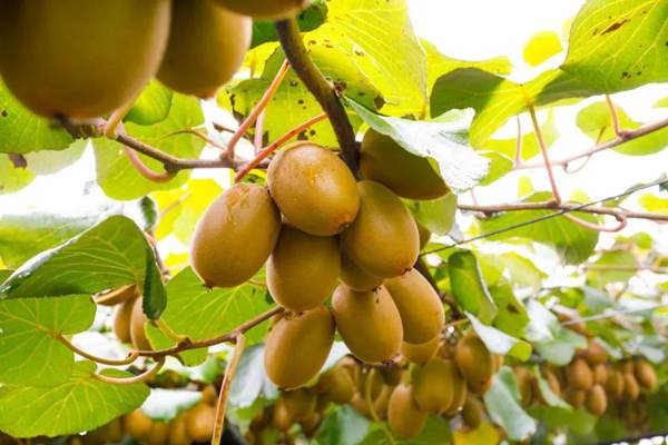 Golden kiwifruit harvest