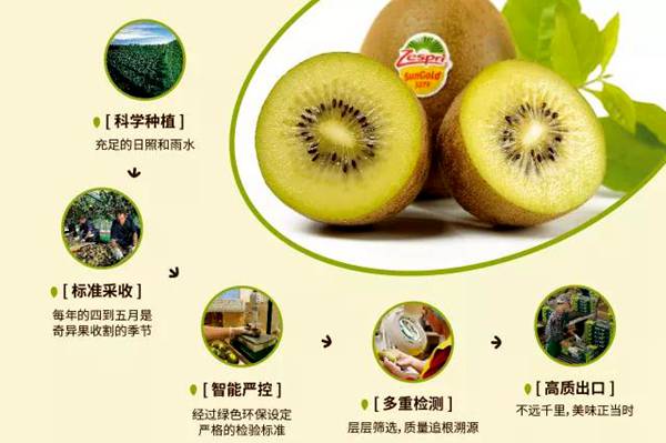 阳光金果