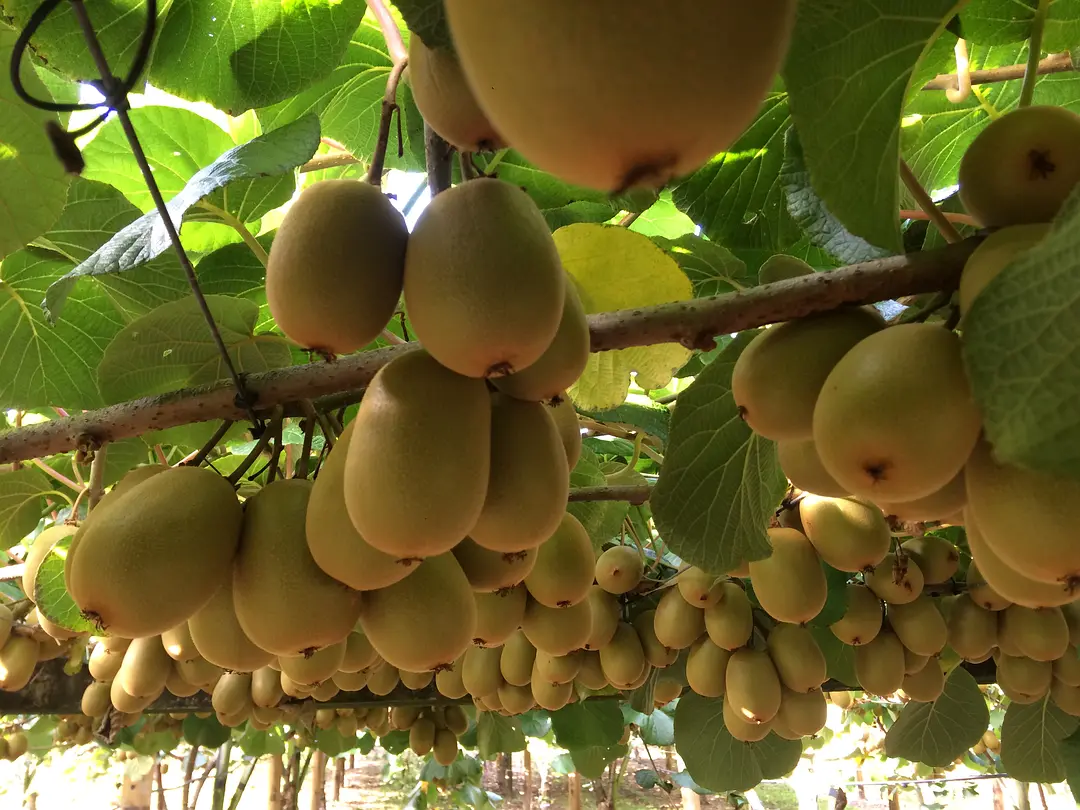 Sungolen kiwifruit harvest