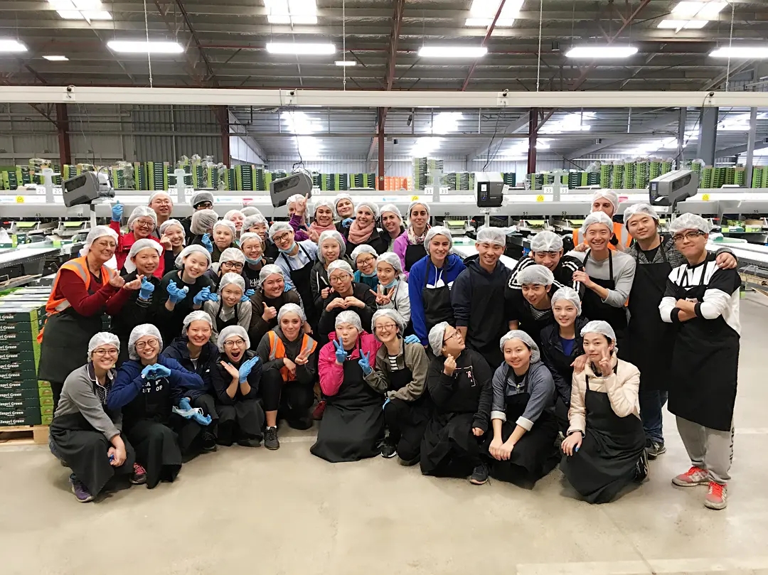 Sungolen kiwifruit harvest