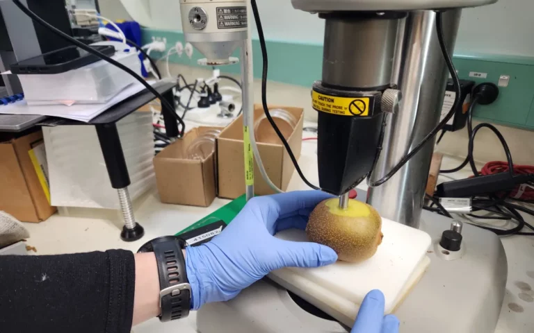 Kiwifruit research technologist Kiwifruit research technologist