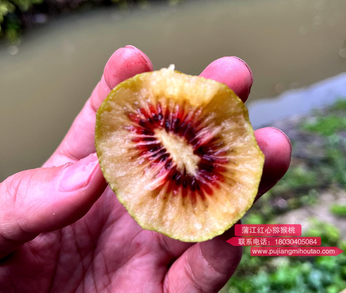买了一盒新西兰佳沛的宝石奇异果