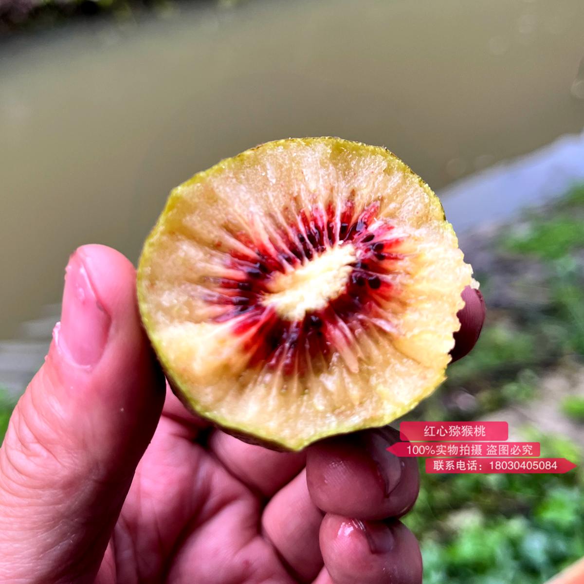 新西兰佳沛的宝石红肉奇异果