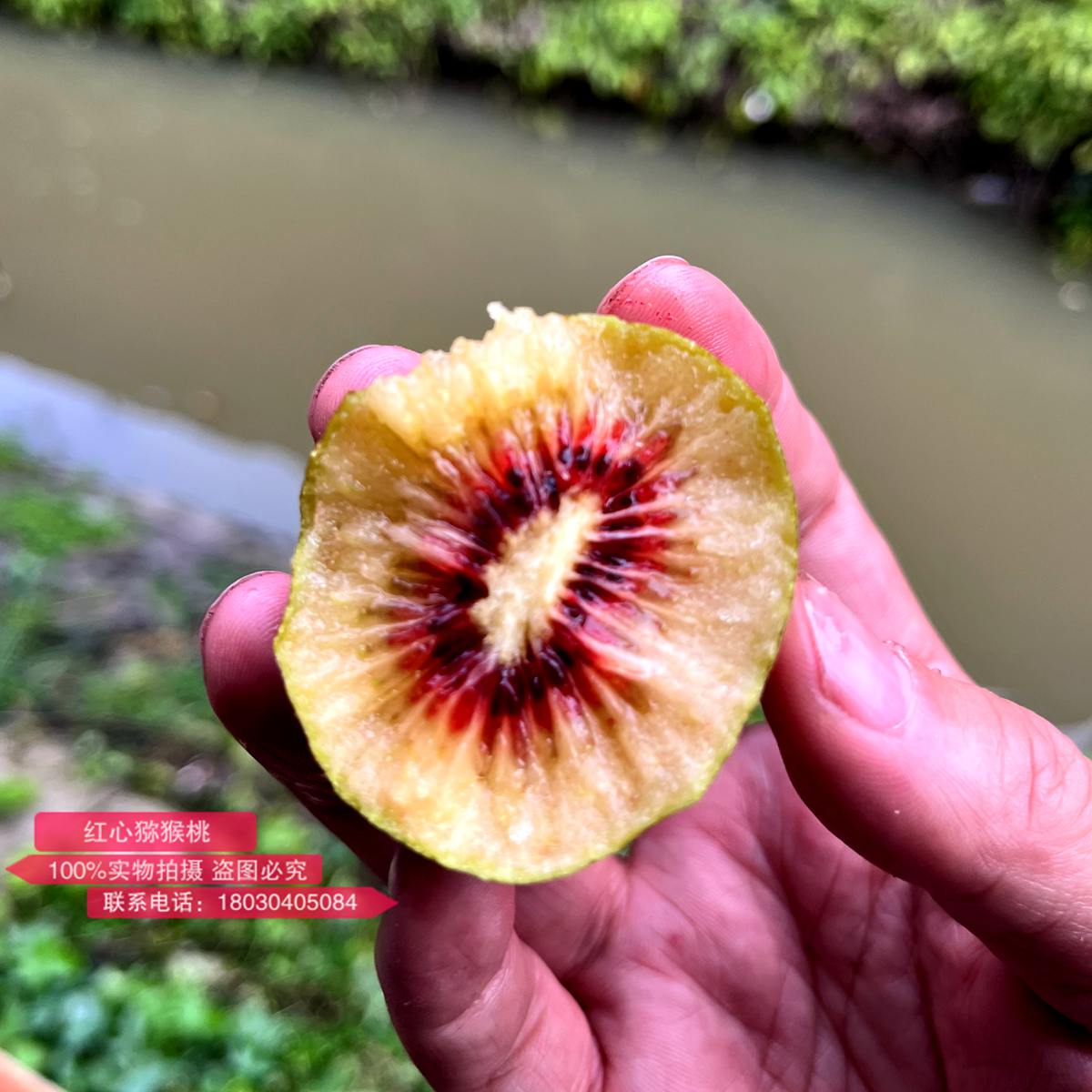 买了一盒新西兰佳沛的宝石奇异果