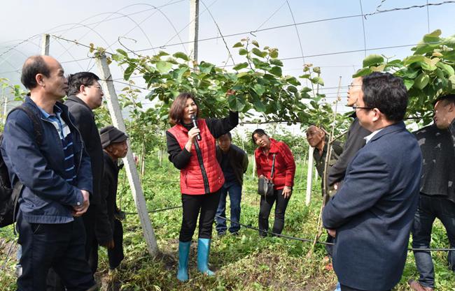 播州区三岔镇猕猴桃 播州区三岔镇猕猴桃